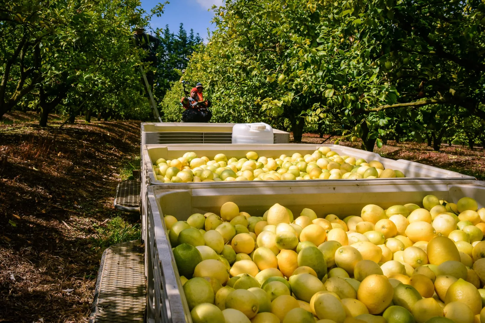Orchard workers harvesting citrus in New Zealand