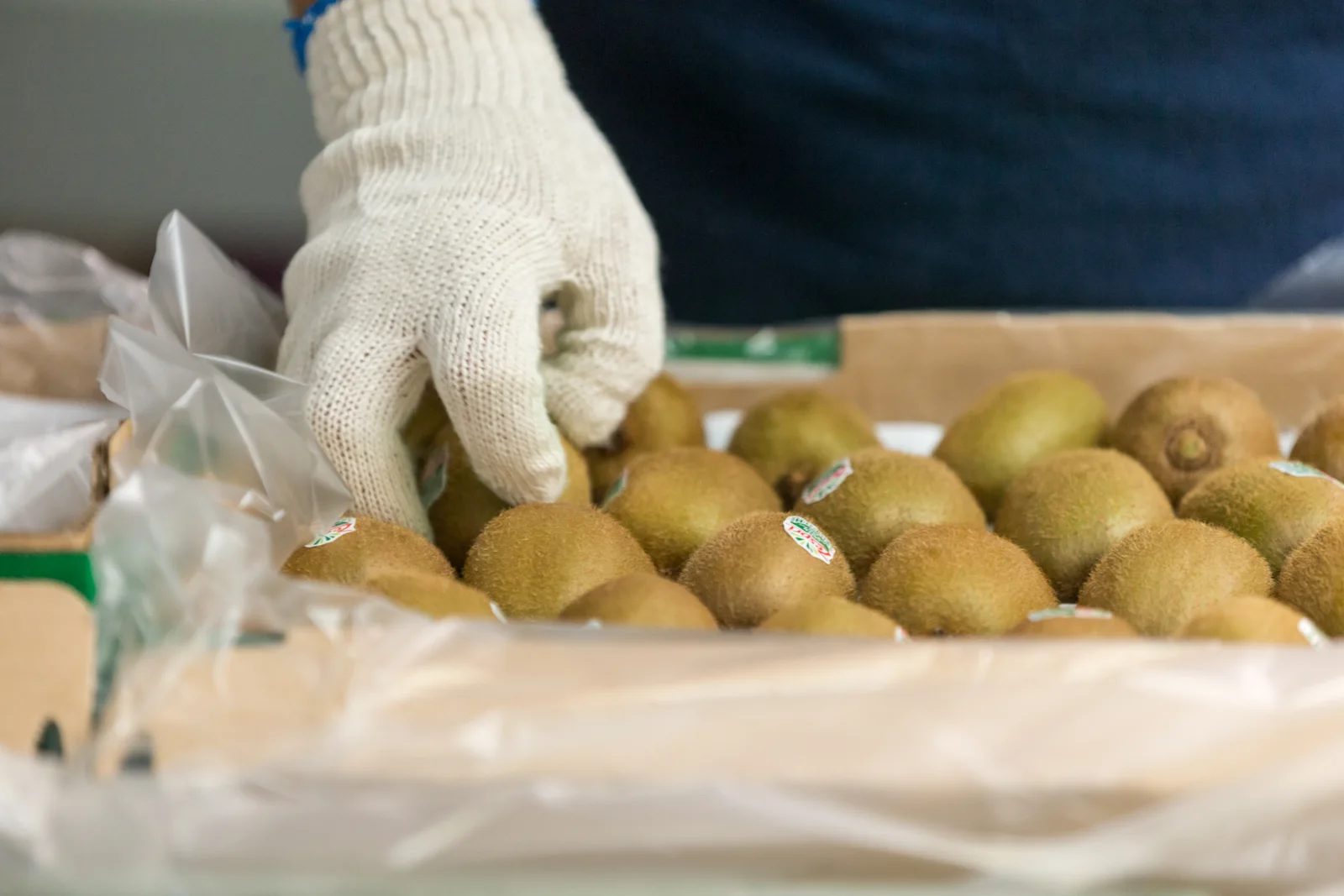 Close view of gloved hands arranging kiwifruit during packing