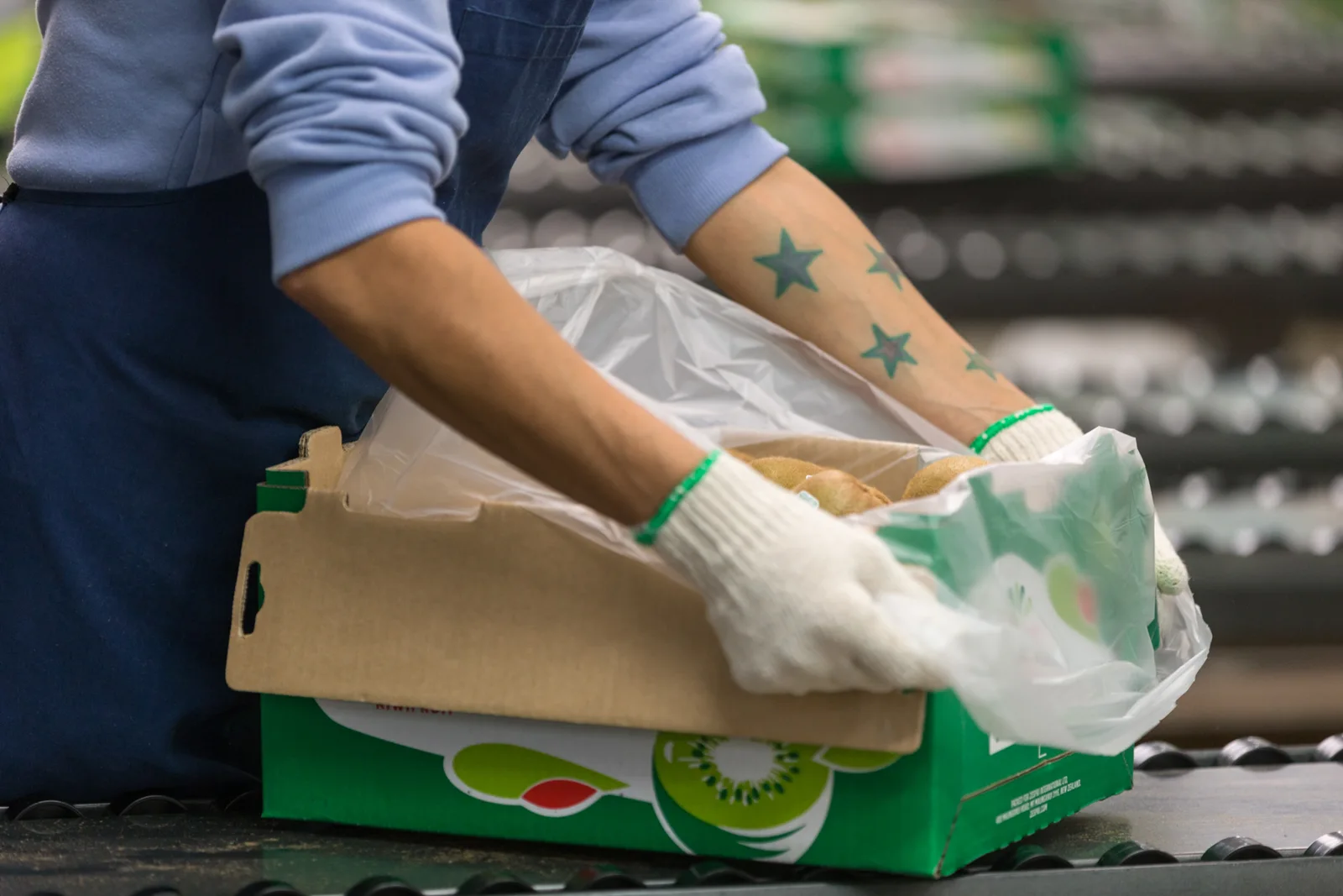 Worker preparing protective lining around packed kiwifruit
