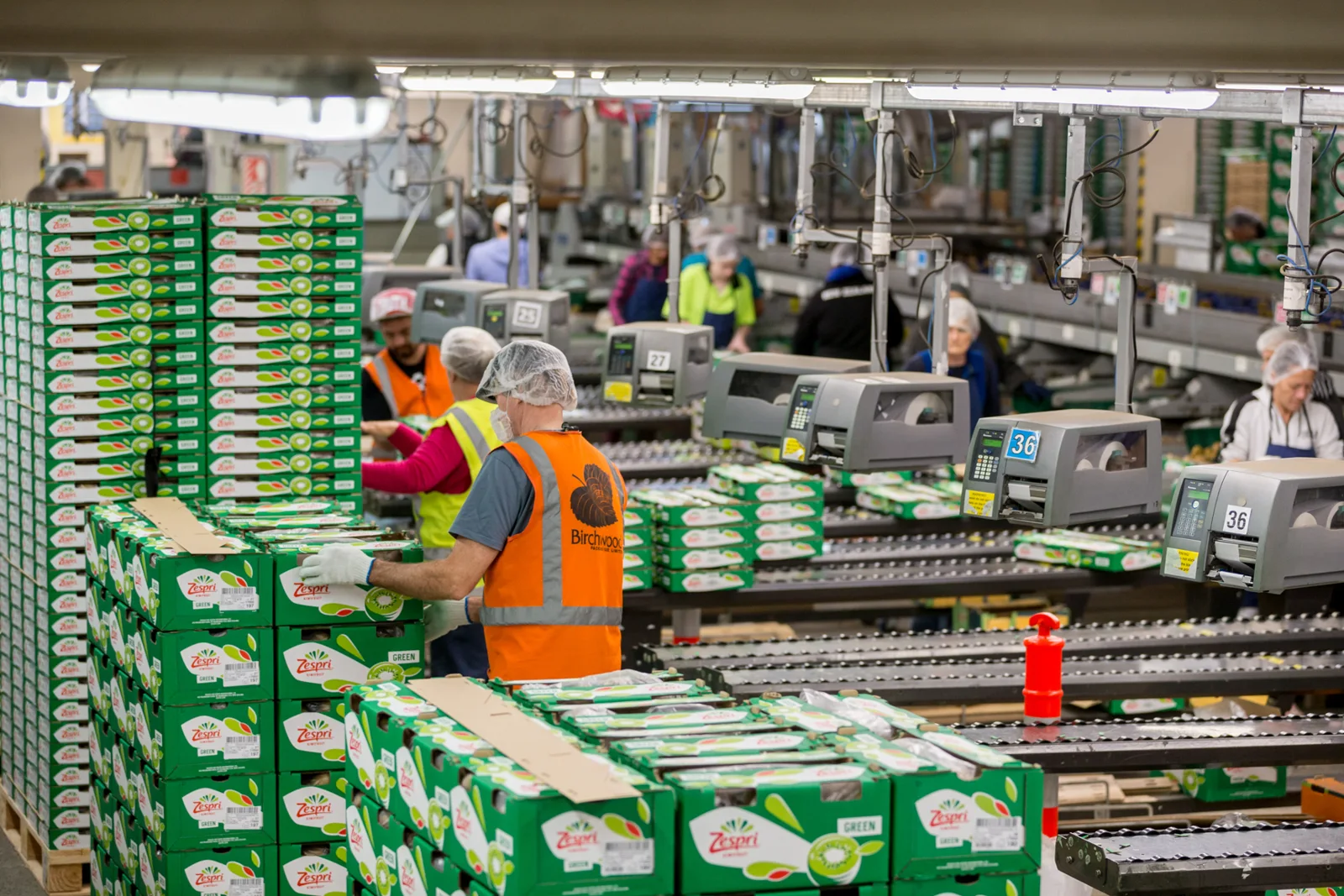 Kiwifruit grading and packing in a New Zealand packhouse